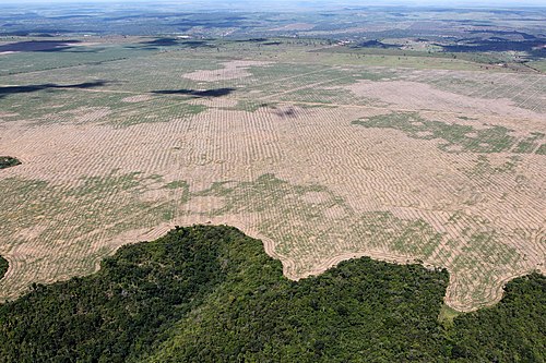 Deforestation of the Amazon